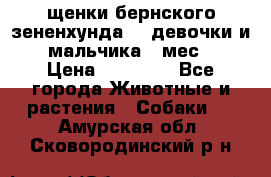 щенки бернского зененхунда. 2 девочки и 2 мальчика(2 мес.) › Цена ­ 22 000 - Все города Животные и растения » Собаки   . Амурская обл.,Сковородинский р-н